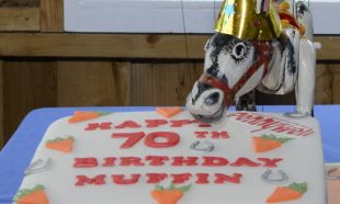 Muffin 70 years old on Sunday 20th October!